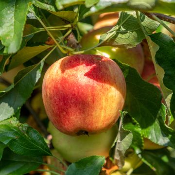 Organic Apple Tree Bondon - Malus domestica