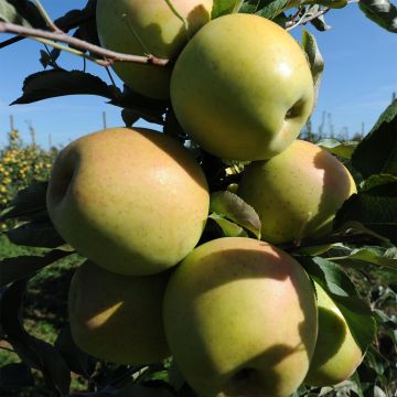 Apple Tree Golchard - Malus domestica