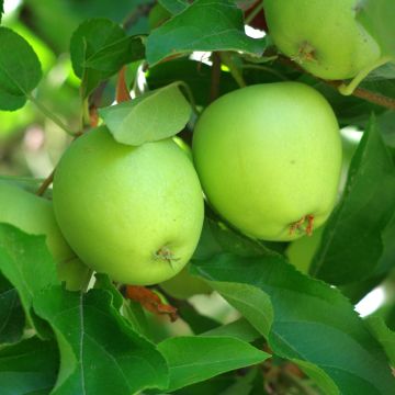 Apple Tree Granny Smith - Malus domestica Apple Tree Granny Smith - Malus domestica