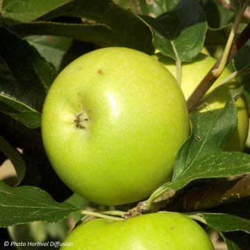 Apple Tree Reinette du Mans - Malus domestica Apple Tree Reinette du Mans - Malus domestica