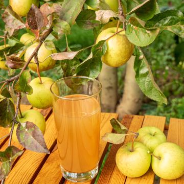 Cider Apple Tree Petit Jaune - Malus domestica Cider Apple Tree Petit Jaune - Malus domestica