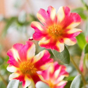 Portulaca oleracea Campino Twist Pink - Purslane