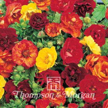 Potentilla atrosanguinea Fireball Mixed Potentilla atrosanguinea Fireball Mixed