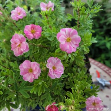 Potentilla fruticosa Double Punch Pink - Shrubby cinquefoil