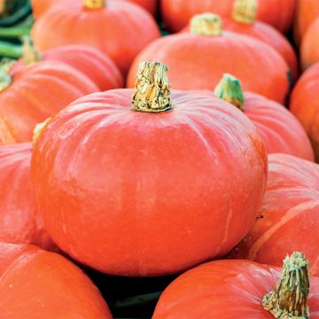 Kabocha squash Flexi Kuri F1