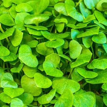 Claytonia perfoliata organic seeds - Miner's lettuce