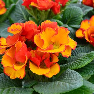 Primula vulgaris Chinese New Year - English Primrose
