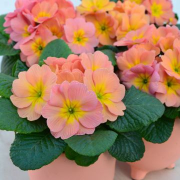 Primula vulgaris Mango F1 - English Primrose
