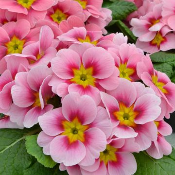 Primula vulgaris Cherryblossom F1 - English Primrose