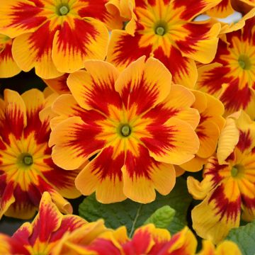 Primula vulgaris Starfire F1 - English Primrose