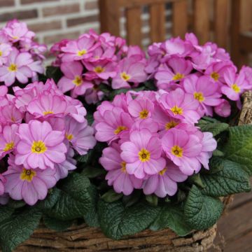 Primula vulgaris Woodland Rose - English Primrose