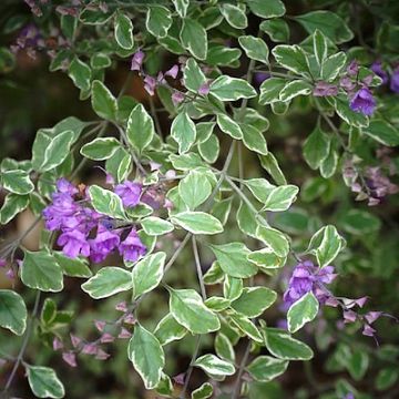 Prostanthera rotundifolia Variegata Prostanthera rotundifolia Variegata