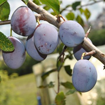 Prunus domestica Quetsche d'Alsace - Common plum Prunus domestica Quetsche d'Alsace - Common plum