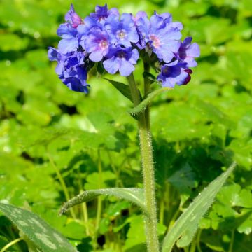 Pulmonaria longifolia E.B Anderson - Lungwort