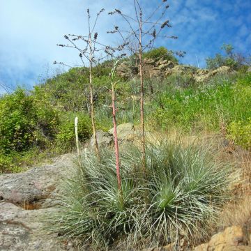 Puya coerulea Violacea - Blue puya Puya coerulea Violacea - Blue puya