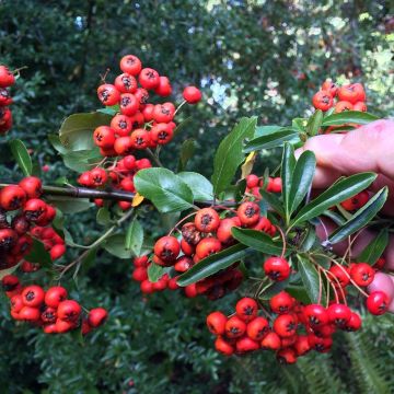 Pyracantha coccinea Mohave