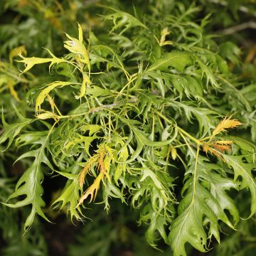 Quercus robur Miky - Oak