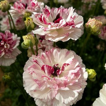 Ranunculus asiaticus Brushmark Cesar® - Persian Buttercup