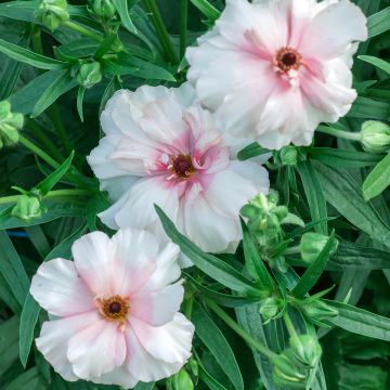 Ranunculus asiaticus Butterfly Ariadne® - Persian Buttercup