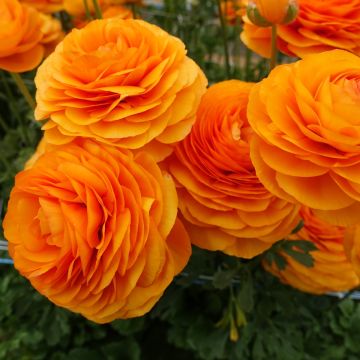 Ranunculus asiaticus Romance Digne® - Persian buttercup