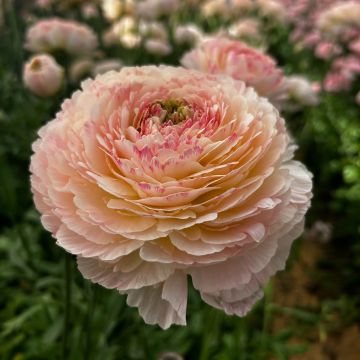 Ranunculus asiaticus Romance Maritime® - Persian buttercup