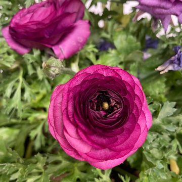 Ranunculus hybrida Vortex F1 Purple - Persian Buttercup Ranunculus hybrida Vortex F1 Purple - Persian Buttercup