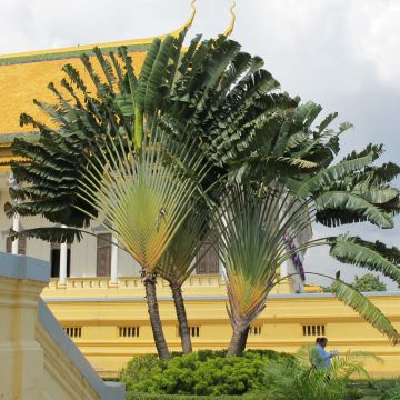 Ravenala madagascariensis  - Traveller's palm