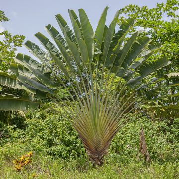 Ravenala madagascariensis seeds - Traveller's palm