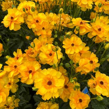 Ranunculus asiaticus Butterfly Minerva® - Persian buttercup