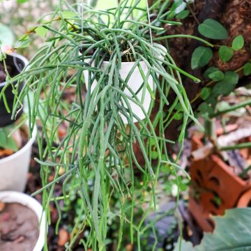Rhipsalis cereuscula - Coral cactus