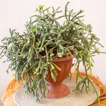 Rhipsalis baccifera subsp. horrida - mistletoe cactus