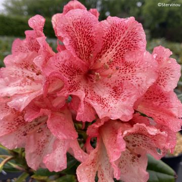 Rhododendron 'Château de Josselin' 