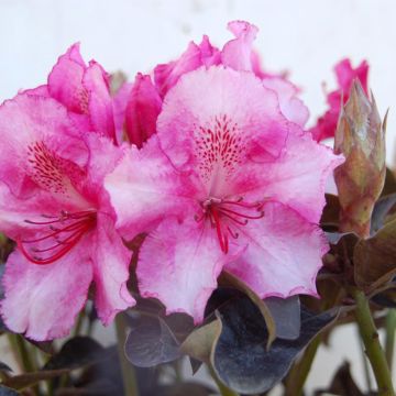Rhododendron Choco and Pink