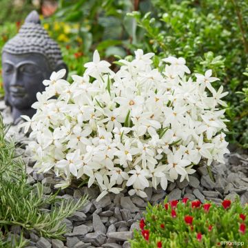 Rhodoxis hybrida Fairy Snow 