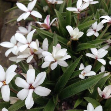 Rhodoxis Summer Stars Peppermint Rhodoxis Summer Stars Peppermint