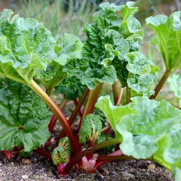 Rheum Holsteiner Blut - Rhubarb