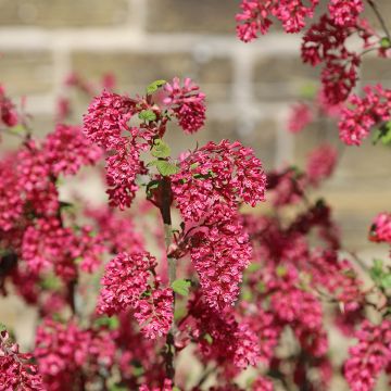 Ribes sanguineum Amore Ribes sanguineum Amore
