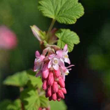 Ribes sanguineum King Edward VII - Flowering Currant Ribes sanguineum King Edward VII - Flowering Currant