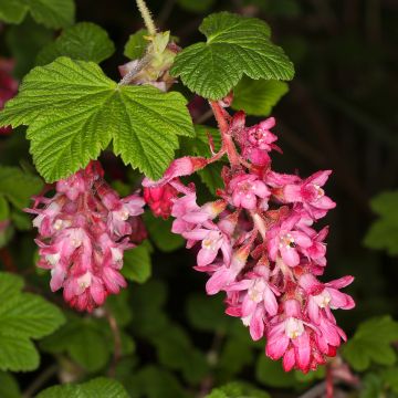 Ribes sanguineum Pulborough Scarlet - Flowering Currant Ribes sanguineum Pulborough Scarlet - Flowering Currant