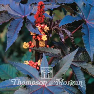 Ricinus communis Carmencita Ricinus communis Carmencita