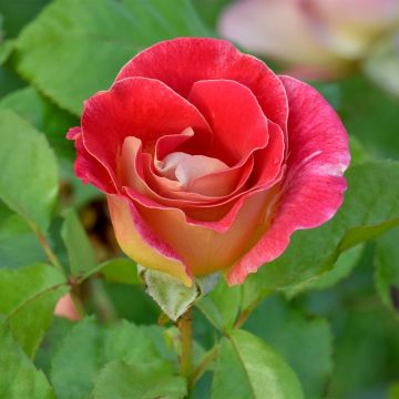Rosa x floribunda Aline Mayrisch Rose Ora 5007