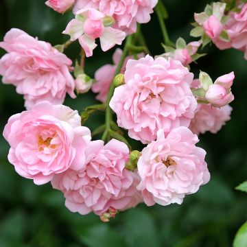 Rosa The Fairy - Standard Rose Rosa The Fairy - Standard Rose