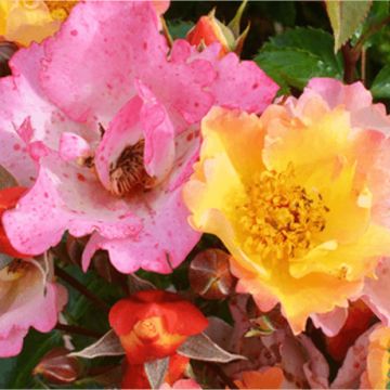 Rosa Floribunda Bee Proud - Floribunda rose