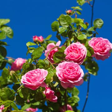 Rosa Constance Spry Rosa Constance Spry