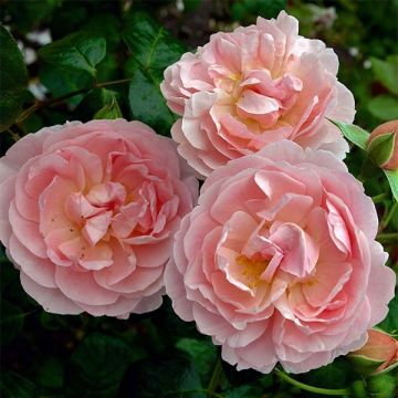 Rosa 'Strawberry Hill' - Climbing Rose