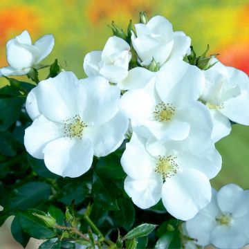 Rosa x polyantha Nectar Garden Escimo  - Shrub Rose

