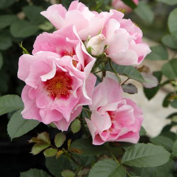 Rosa See You in Rosé - Persian rose, Hulthemia rose, Desert rose