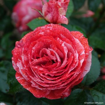 Rosa floribunda Scentimental Coral® - Rosier à fleurs groupées Coral Scentimental, Rosier buisson Coral Scentimental - Floribunda Rose