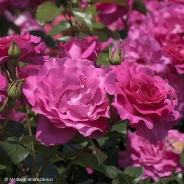 Rosa floribunda Manou Meilland - Floribunda Rose Rosa floribunda Manou Meilland - Floribunda Rose