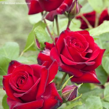 Rosa floribunda Niccolo Paganini - Floribunda Rose Rosa floribunda Niccolo Paganini - Floribunda Rose